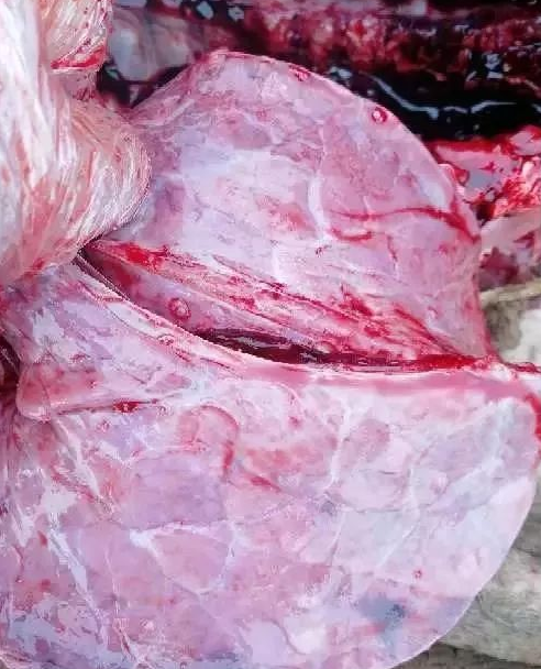 藍(lán)耳肺出血點(diǎn)