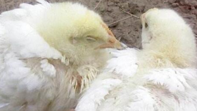 雞得了新城疫怎么辦？上海邦森幫您解燃眉之急