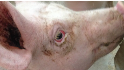 豬呼吸道病的發(fā)病原因，您有考慮過嘛！-上海邦森