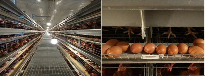 蛋雞營(yíng)養(yǎng)與免疫