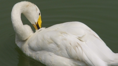 上海邦森技術(shù)分享鴨子抖震、頭不停搖擺的病因