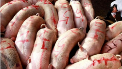 全國(guó)豬價(jià)行情“漲翻天”！-上海邦森