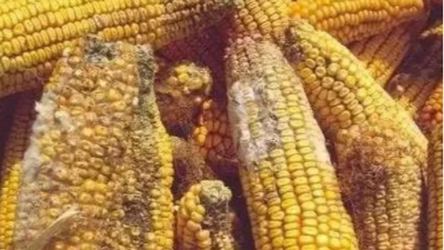 高溫高濕天氣，霉菌毒素對雞群的影響-上海邦森