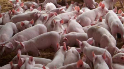 上海邦森豬價行情分析，3大利好消息