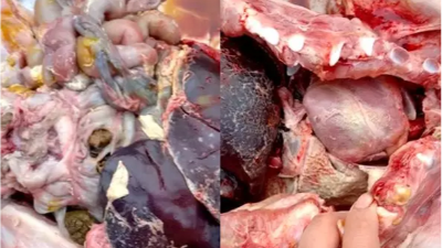 “小病”副豬，惹出的大麻煩！試試上海邦森提供的用藥方案