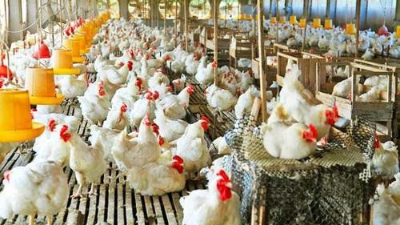 上海邦森分享：為啥說雞病防治，要從“腸”計(jì)議？