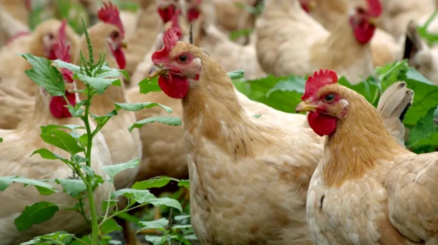 雞球蟲病掌握這三點，輕松解決-上海邦森