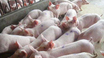 上海邦森程老師談豬?。贺i病經(jīng)驗(yàn)談