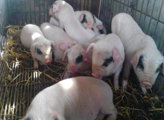 高溫天氣豬食欲不振是什么原因？用上海邦森獸藥解決