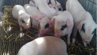 李曼大會(huì)——我國(guó)當(dāng)前豬病流行現(xiàn)狀與防控策略。上海邦森分享。