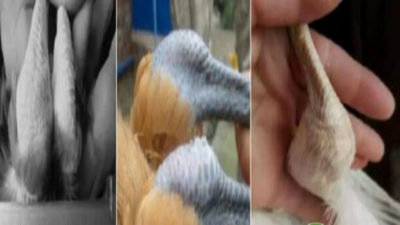 以中醫(yī)為原理，純中藥防治滑液囊支原體，見效快，不復(fù)發(fā)-上海邦森