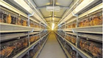 雞場建設的十大細節(jié)-上海邦森