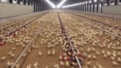 肌腺胃炎對家禽的影響-上海邦森