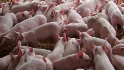 豬價大漲，能否回到40元大關？-上海邦森分享