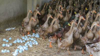 蛋鴨高產(chǎn)做好這三點(diǎn)-上海邦森