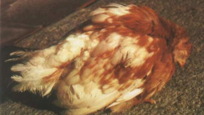 走進雞傳染性法氏囊炎，跟上海邦森一起學相關(guān)知識