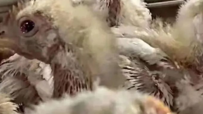 雞群疾病撲滅的4點措施-上海邦森