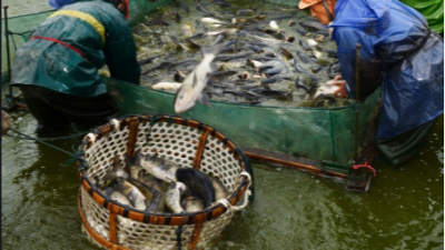 上海邦森提醒大家冬季水產(chǎn)養(yǎng)殖要注意這4點管理要點。