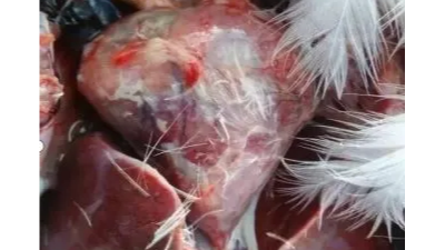 鴨鵝“包心包肝”不一定就是漿膜炎？