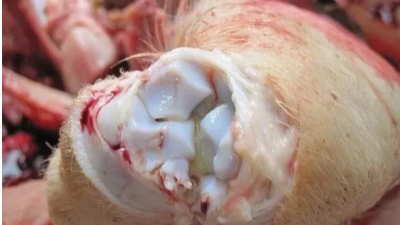 上海邦森提示：“影子病”要小心，當(dāng)下多發(fā)！