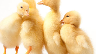 春季養(yǎng)鴨，上海邦森分享疾病防治之道