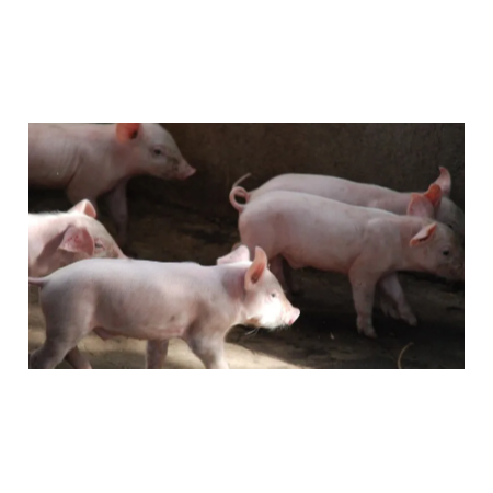 上海邦森豬價行情分享，豬價會瘋漲嗎？