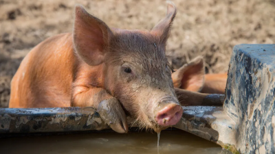夏季豬場(chǎng)降溫12招-上海邦森