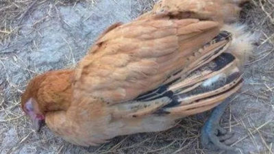 雞癱瘓的7點(diǎn)原因-上海邦森