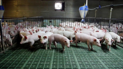 豬價上漲，突破13元箭在弦上-上海邦森