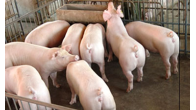 豬只流行性感冒，上海邦森教您一招輕松應(yīng)對